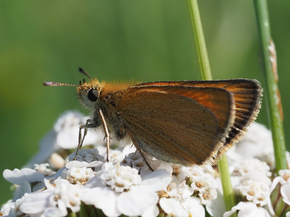 Thymelicus da identificare