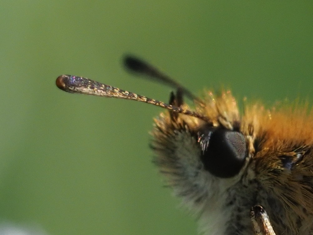 Thymelicus da identificare