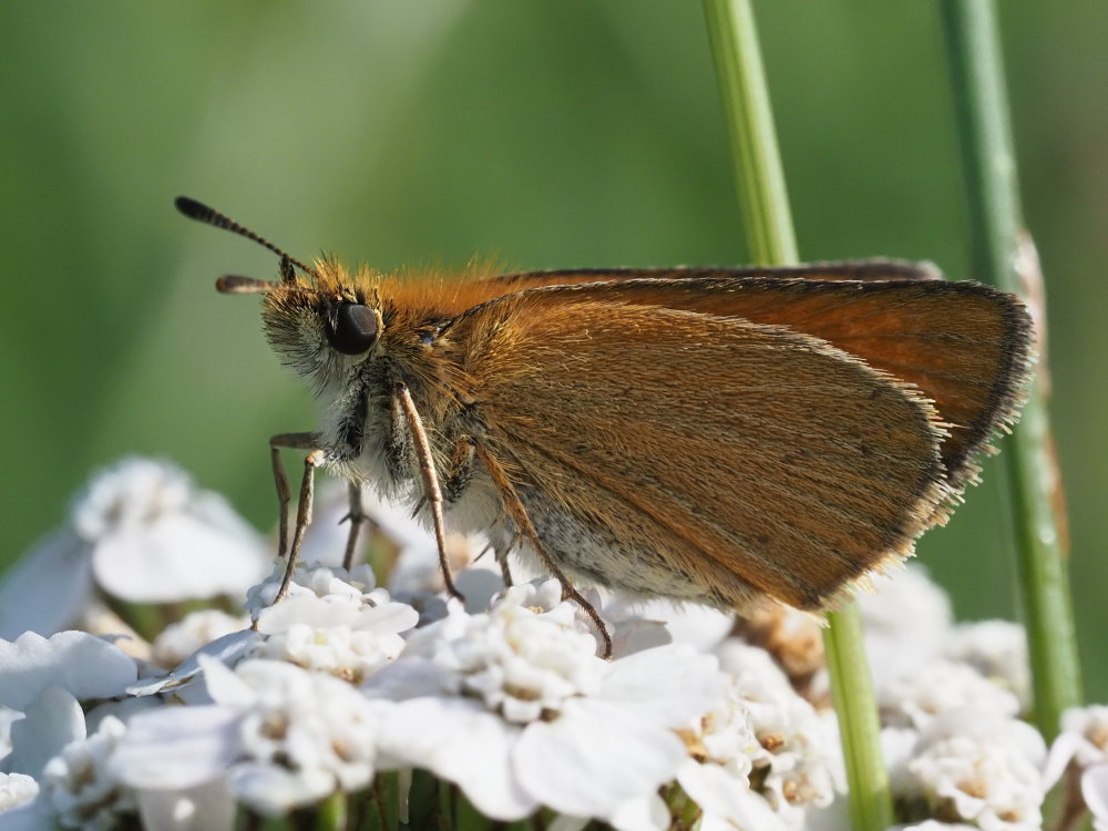 Thymelicus da identificare