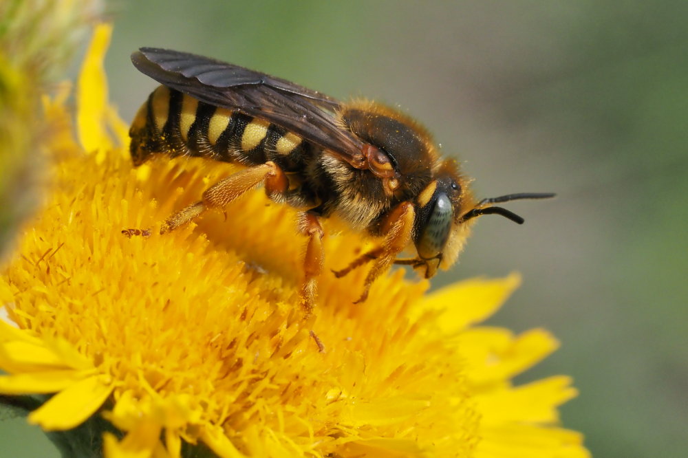 Apidae Megachilinae: Anthidium da id. ...No, Rhodanthidium septemdentatum