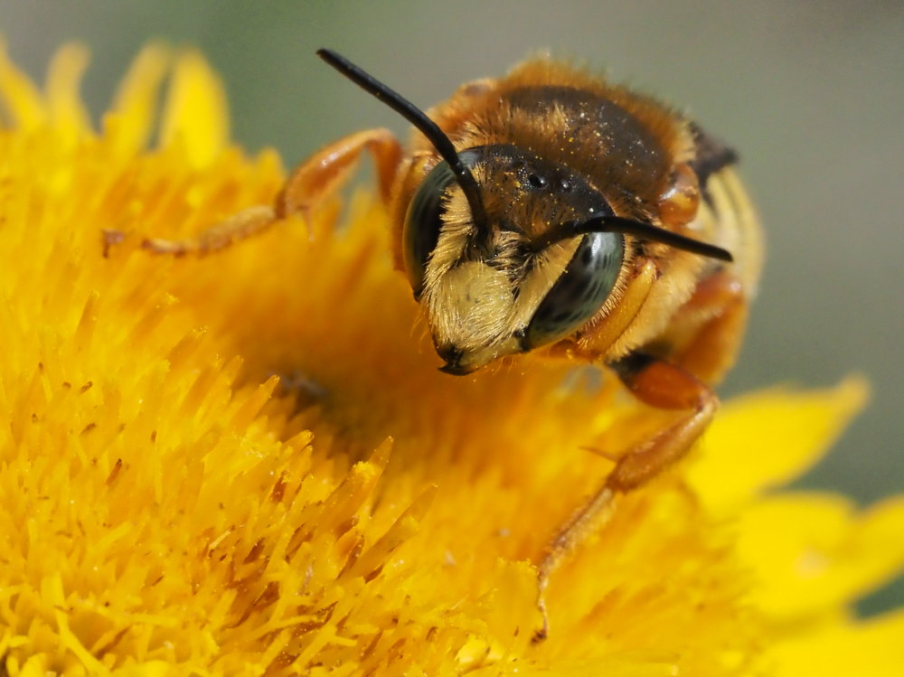 Apidae Megachilinae: Anthidium da id. ...No, Rhodanthidium septemdentatum