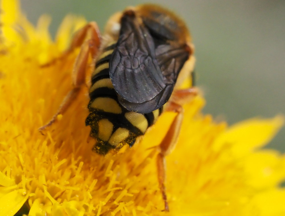 Apidae Megachilinae: Anthidium da id. ...No, Rhodanthidium septemdentatum