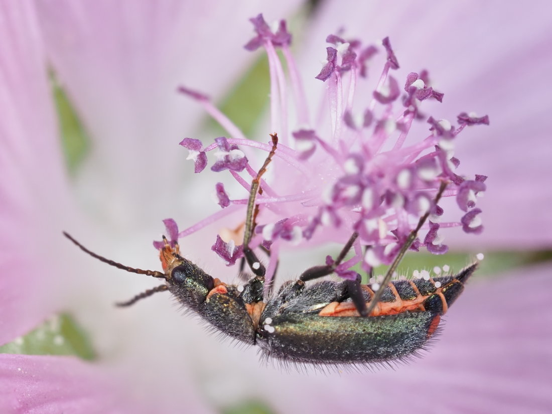 Malachiidae: Clanoptilus italicus, femmina