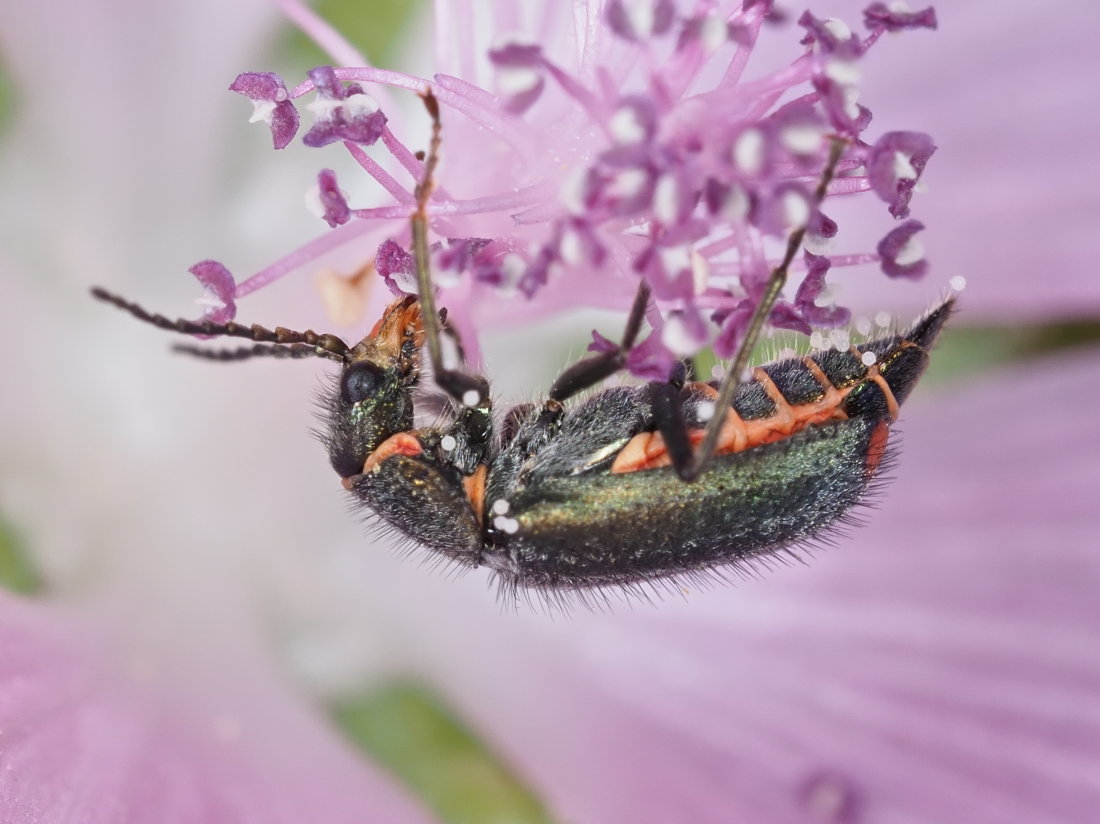 Malachiidae: Clanoptilus italicus, femmina