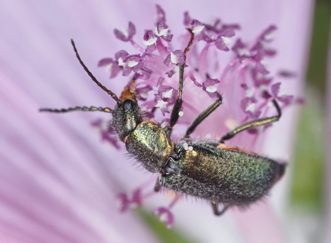 Malachiidae: Clanoptilus italicus, femmina