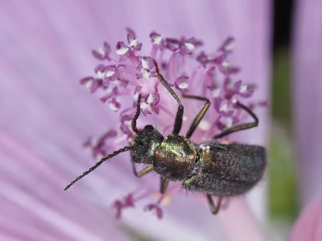 Malachiidae: Clanoptilus italicus, femmina