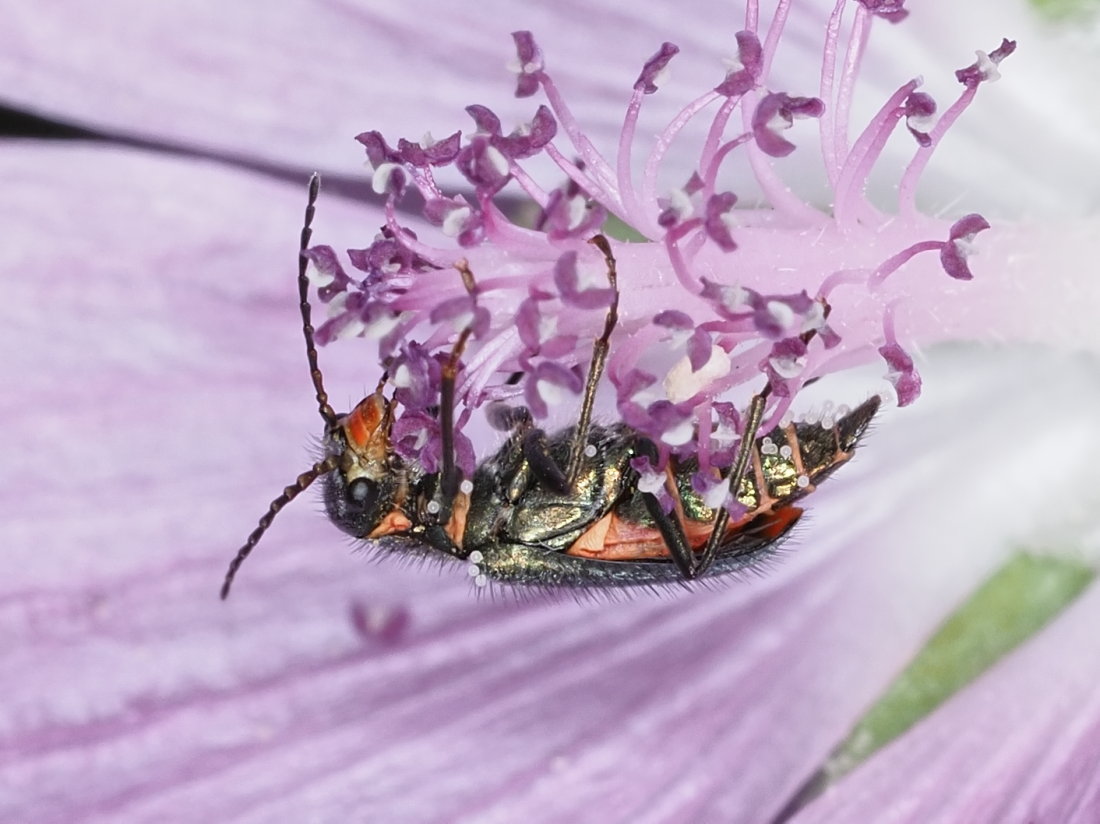 Malachiidae: Clanoptilus italicus, femmina