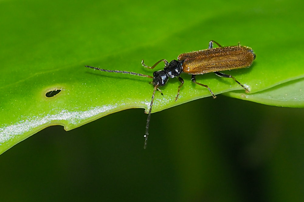 Cantharidae: Rhagonycha fuscitibia