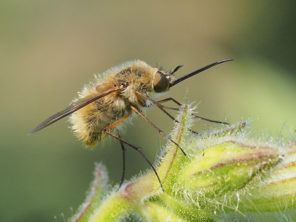 Bombyliidae: forse Bombylius sp.