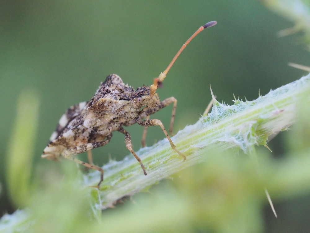 Coreidae: Centrocoris variegatus? S !