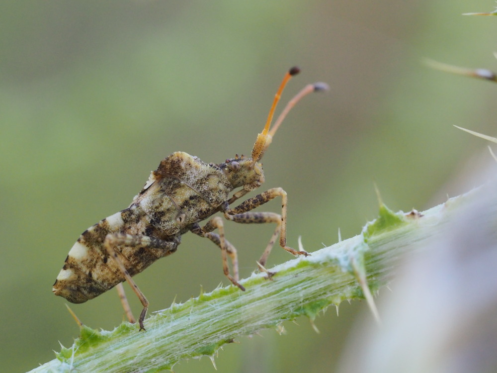 Coreidae: Centrocoris variegatus? S !