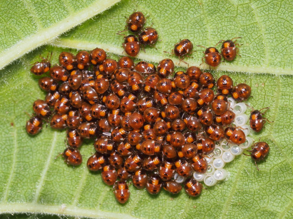 Pentatomidae: neanidi di Nezara viridula