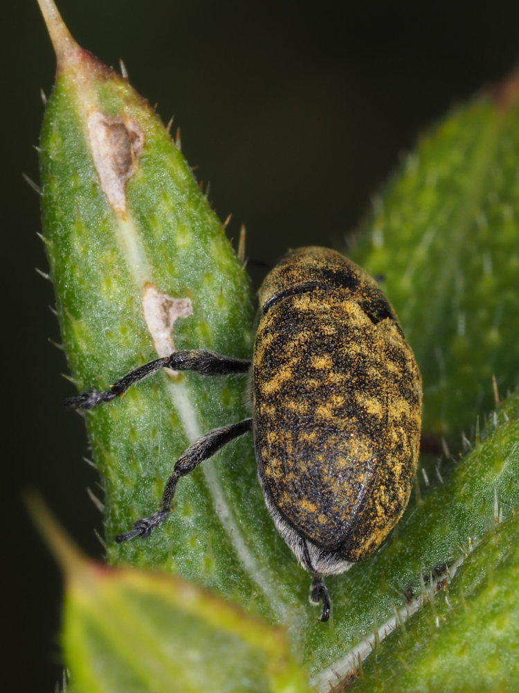 Curculionidae: Larinus (Phyllonomeus) turbinatus