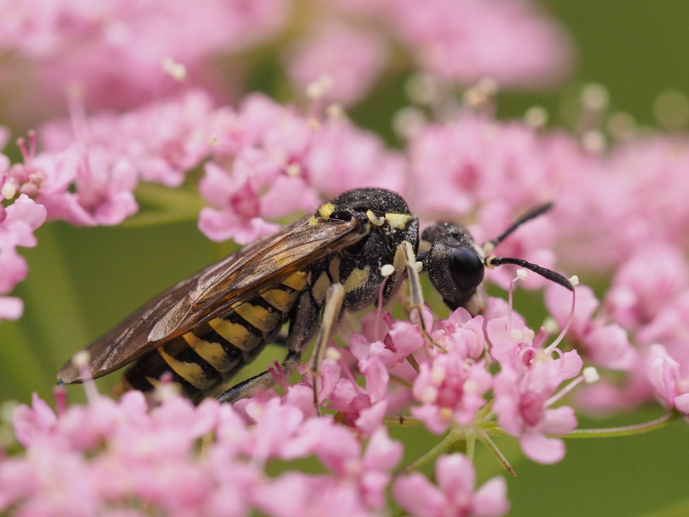 Tenthredinidae da identificare