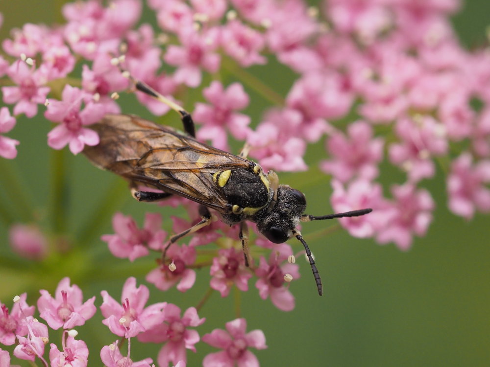 Tenthredinidae da identificare