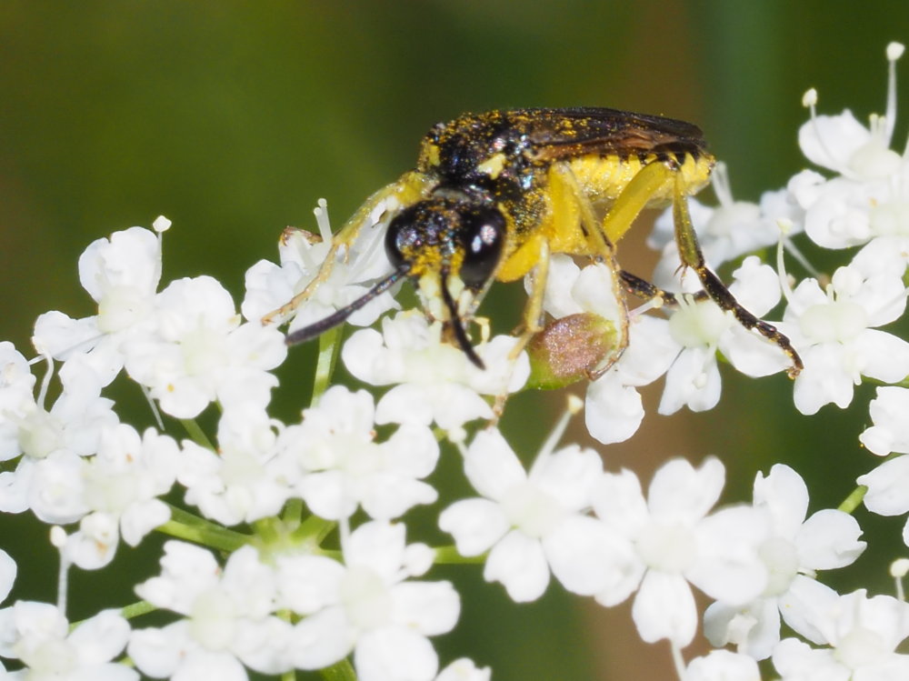 Tenthredinidae da identificare