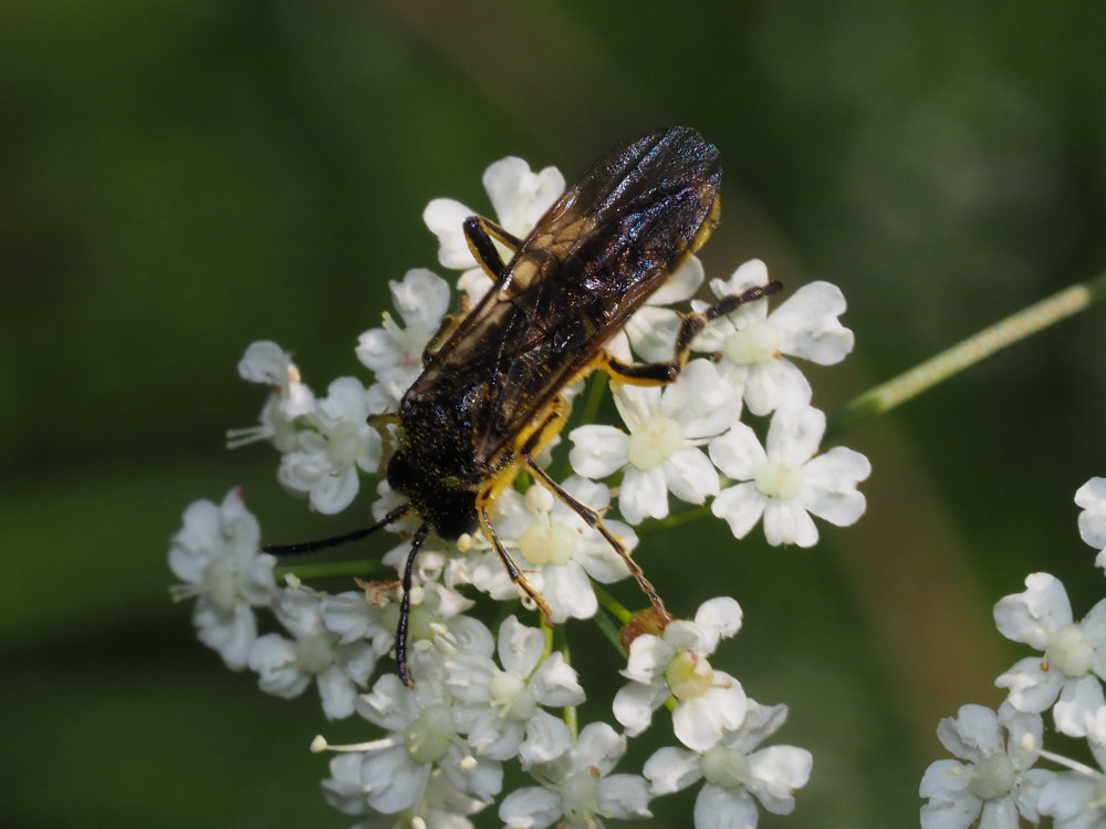 Tenthredinidae da identificare