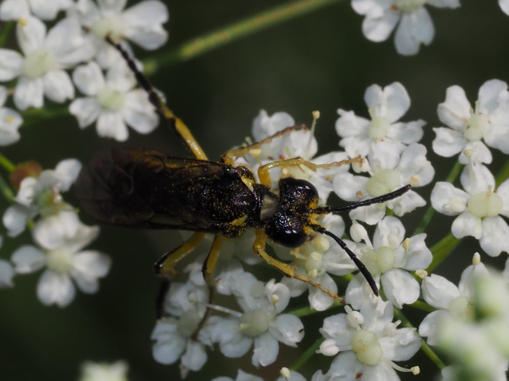 Tenthredinidae da identificare