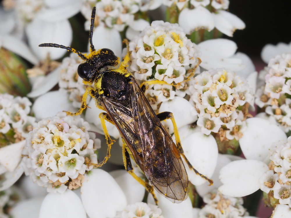 Tenthredinidae da identificare