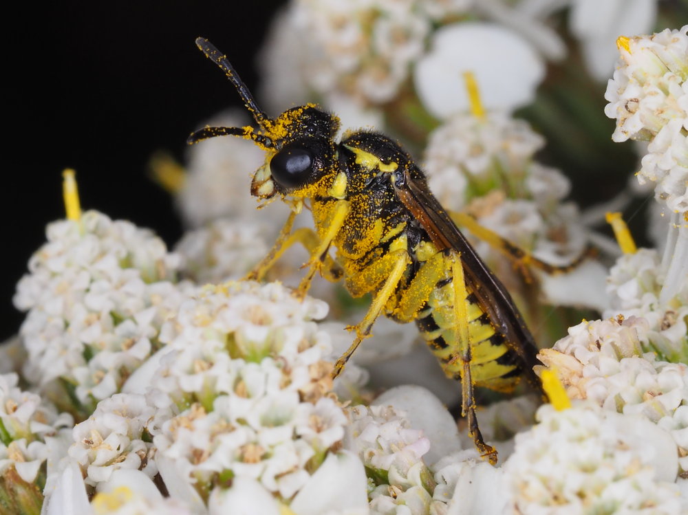 Tenthredinidae da identificare