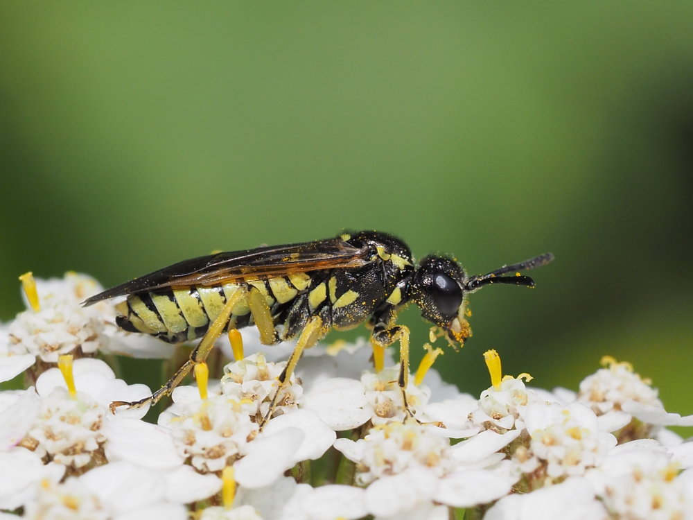 Tenthredinidae da identificare