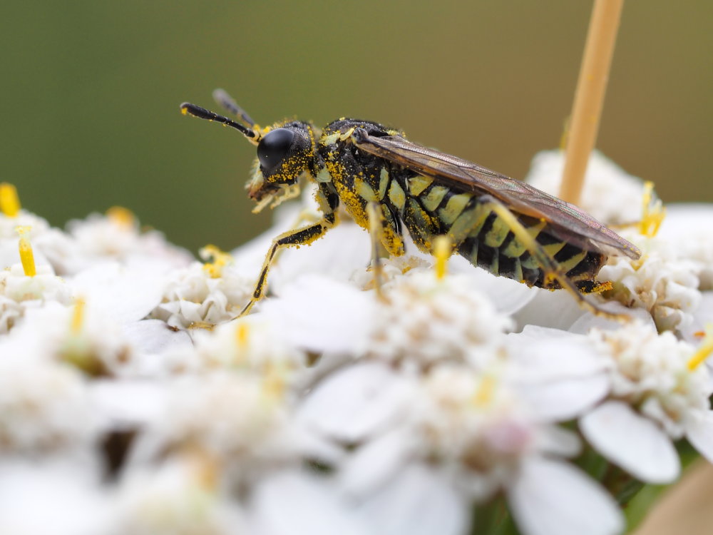 Tenthredinidae da identificare