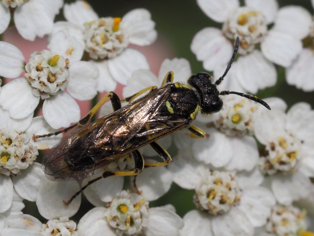 Tenthredinidae da identificare