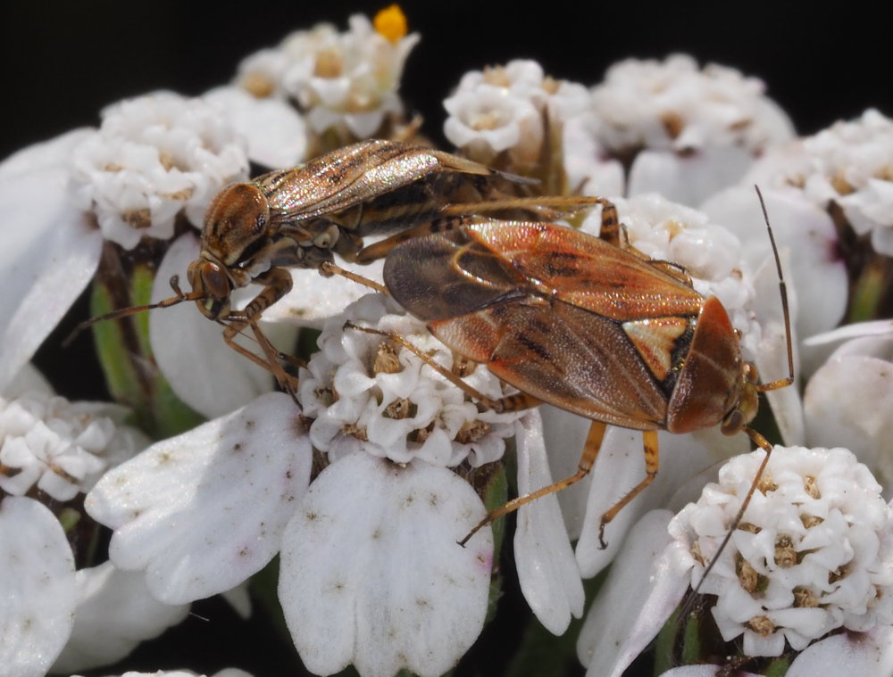 Miridae,  Lygus da identificare:   Lygus wagneri