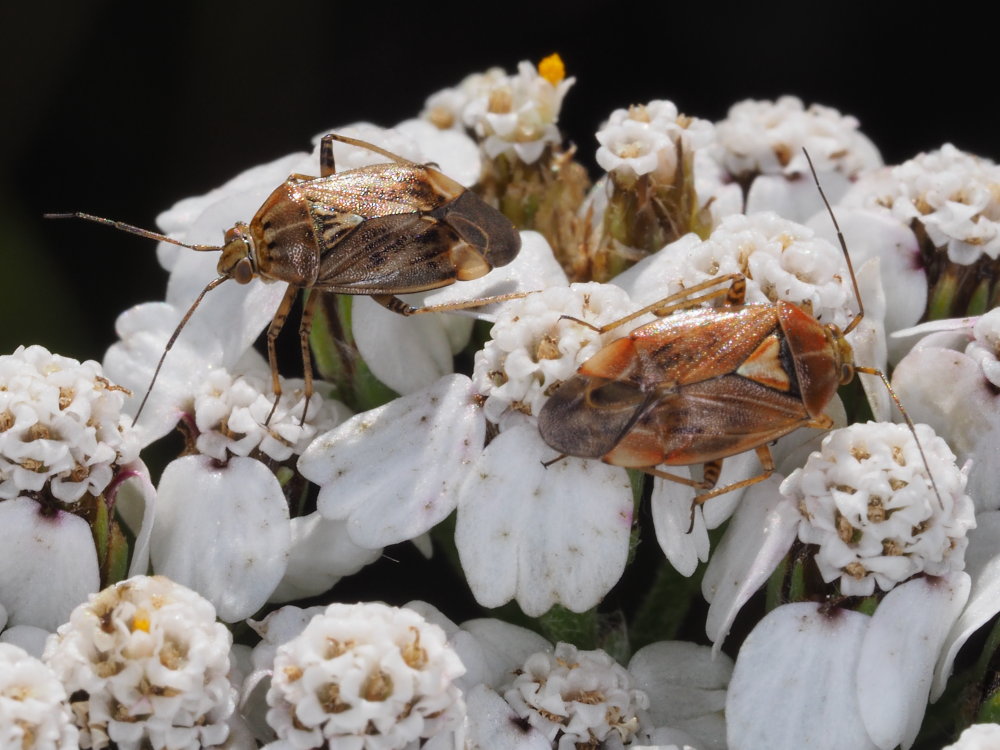 Miridae,  Lygus da identificare:   Lygus wagneri