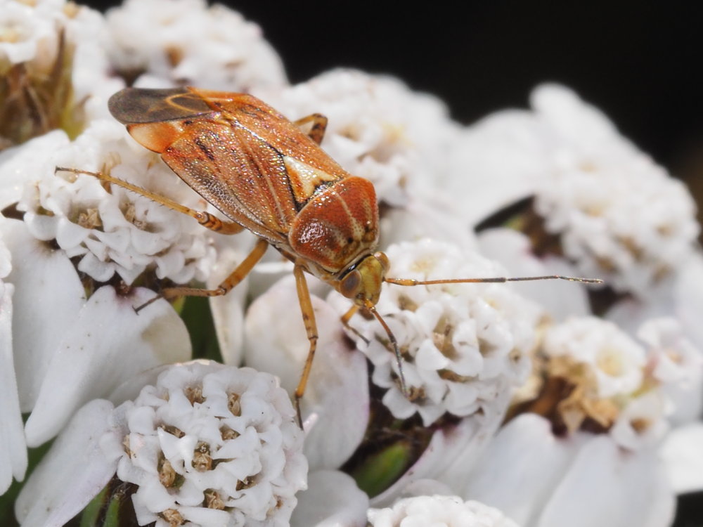 Miridae,  Lygus da identificare:   Lygus wagneri