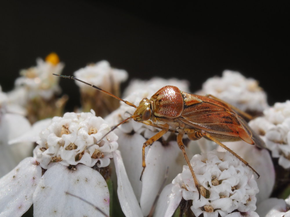 Miridae,  Lygus da identificare:   Lygus wagneri