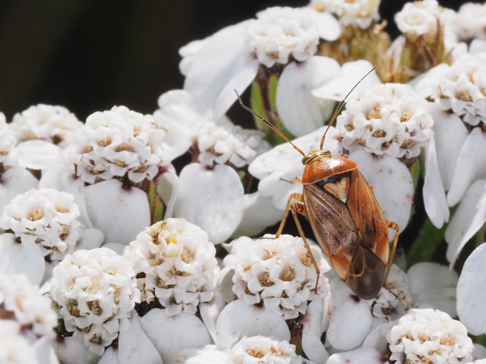 Miridae,  Lygus da identificare:   Lygus wagneri