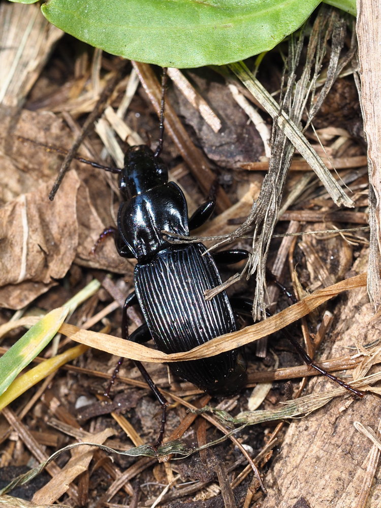 Carabidae: Pterostichus micans