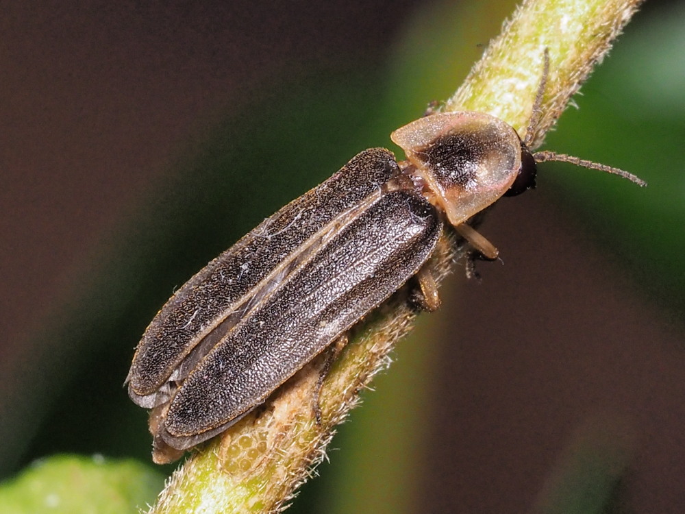 Lucciola da identificare:  Lampyris sp.