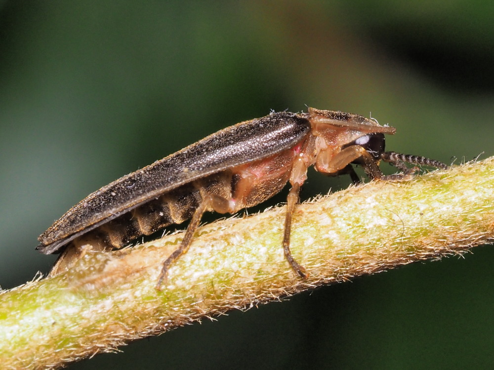 Lucciola da identificare:  Lampyris sp.