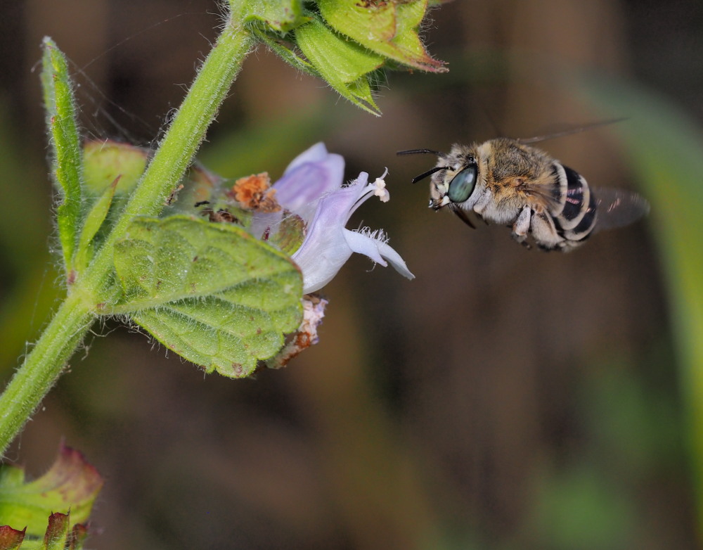 Apidae Anthophorinae?