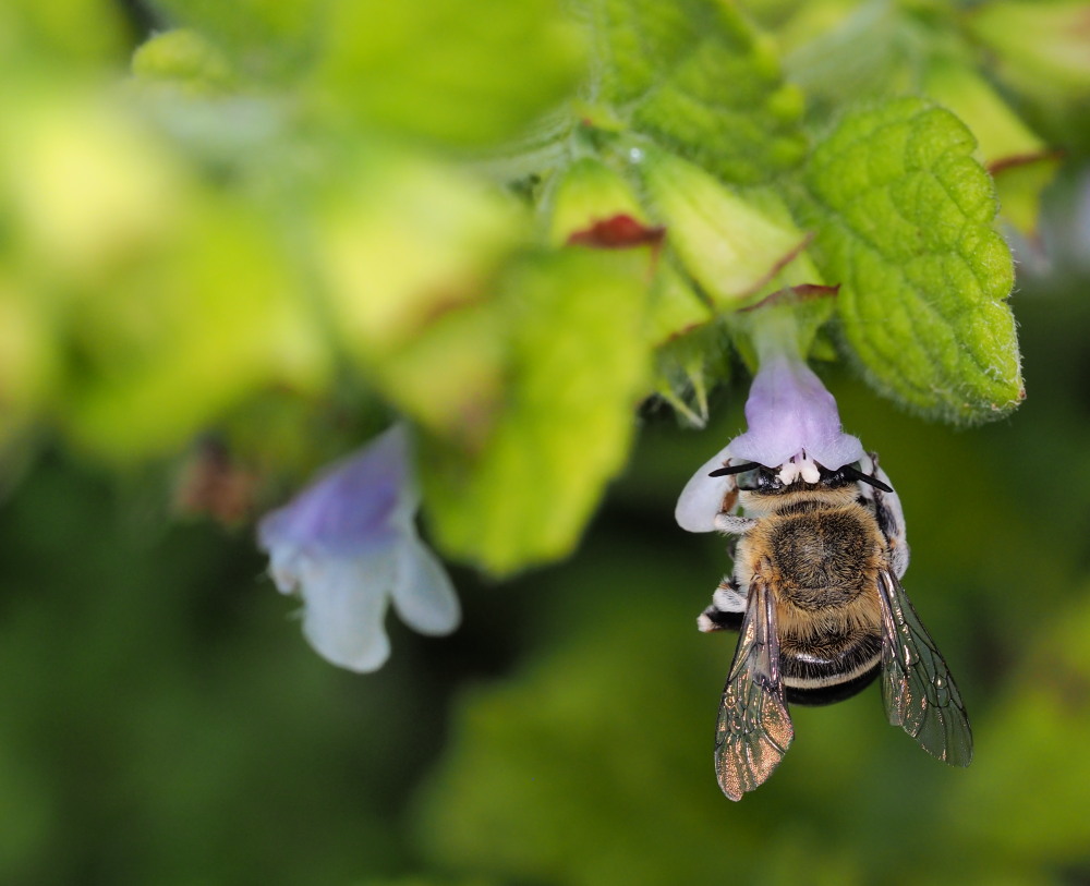 Apidae Anthophorinae?
