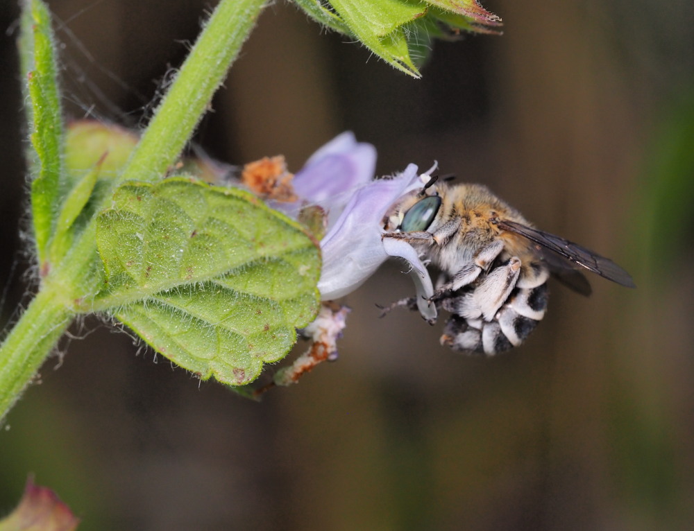 Apidae Anthophorinae?