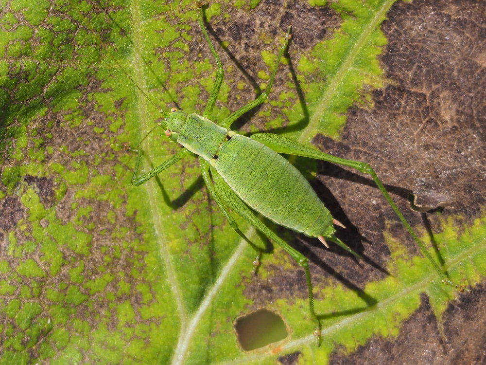 Leptophyes boscii, femmina