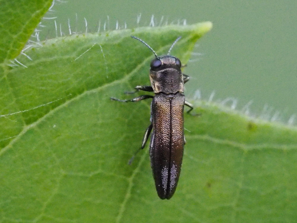 Buprestidae: Agrilus derasofasciatus su vite