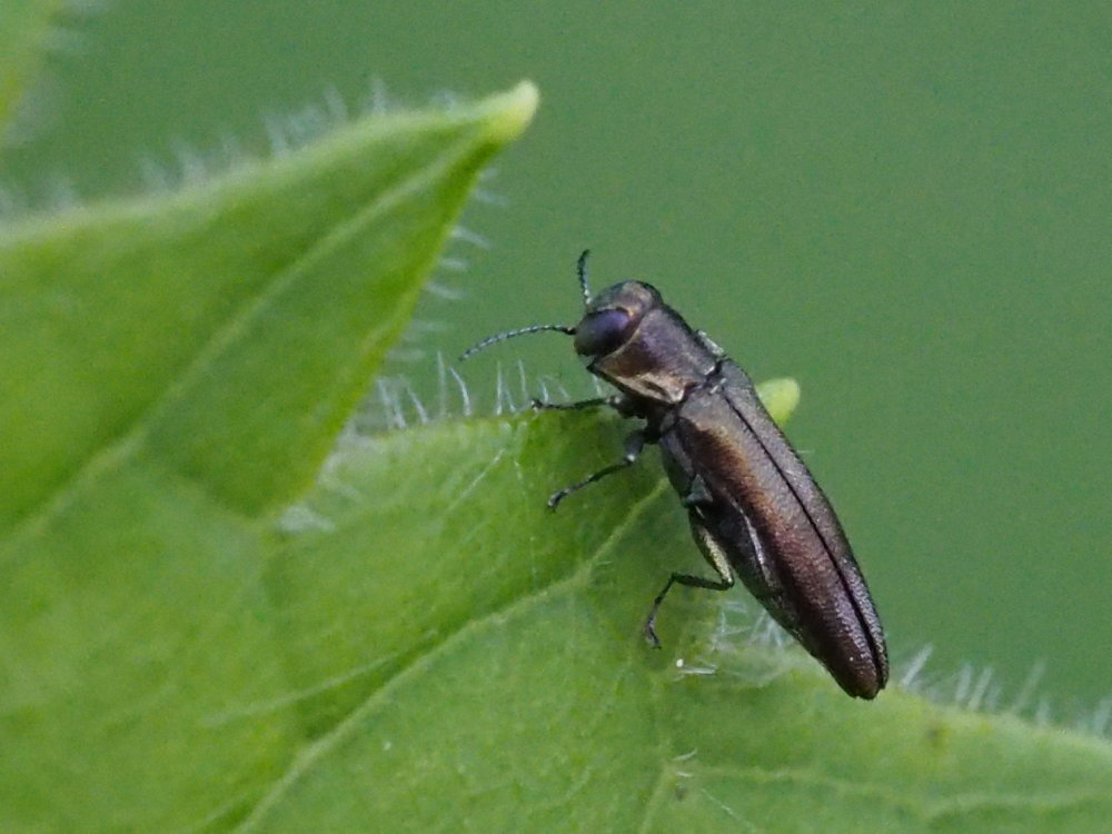 Buprestidae: Agrilus derasofasciatus su vite