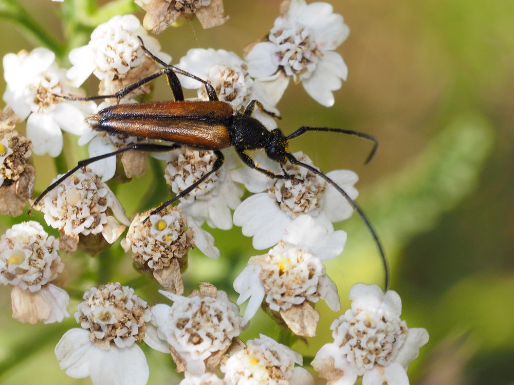 Stenurella melanura maschio?