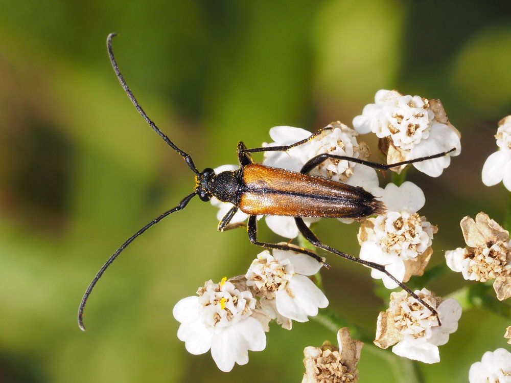Stenurella melanura maschio?