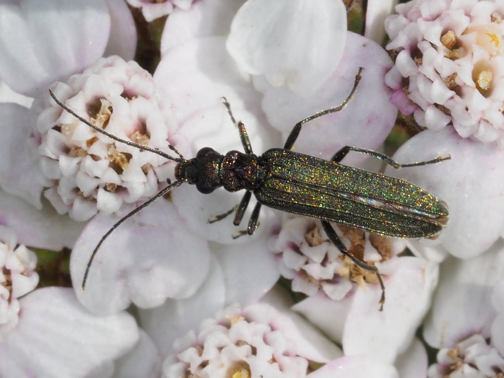 Oedemeridae: Oedemera sp.