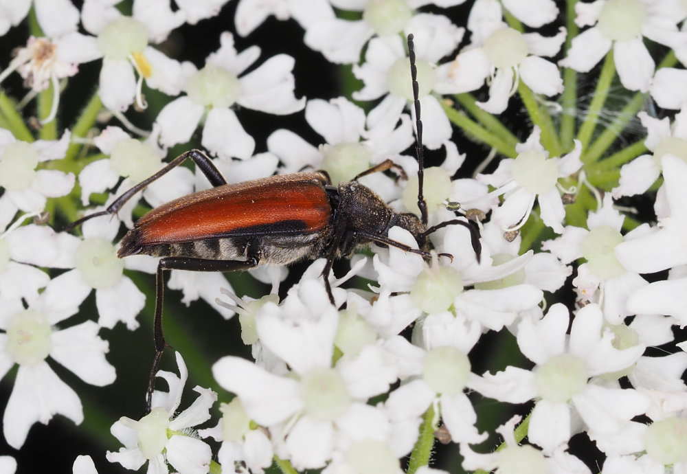 Anastrangalia sanguinolenta?