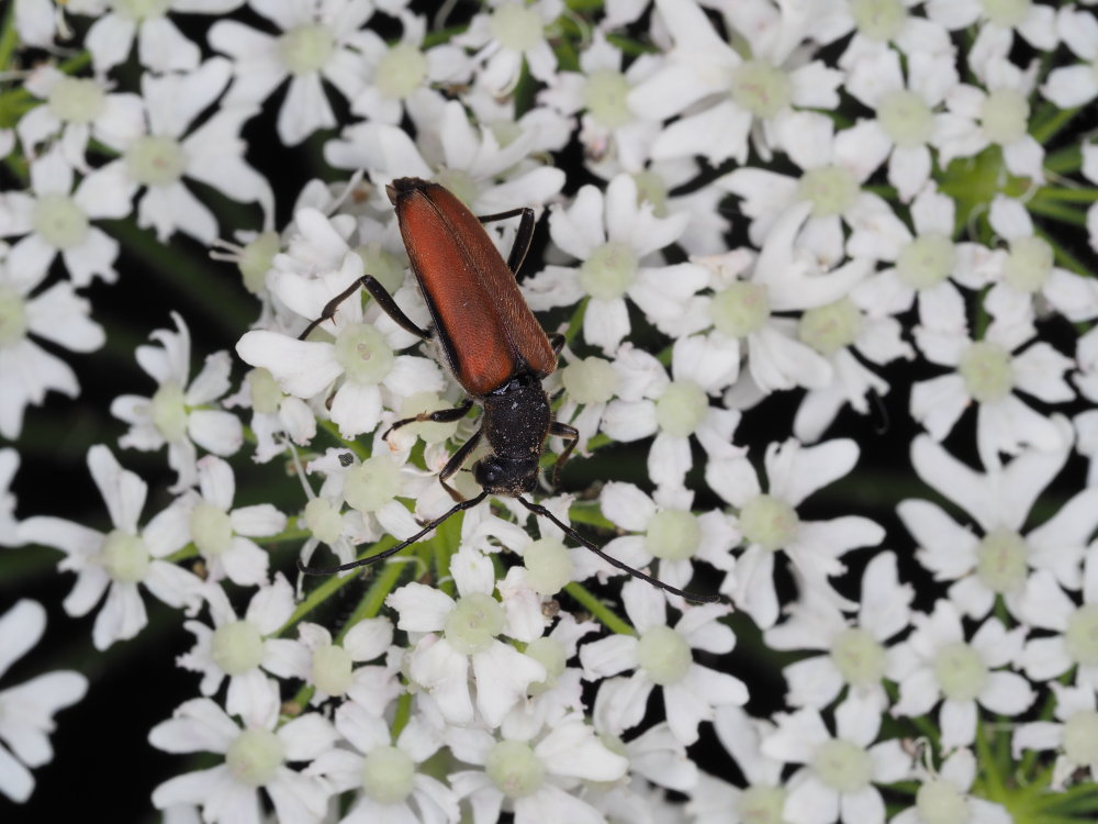 Anastrangalia sanguinolenta?
