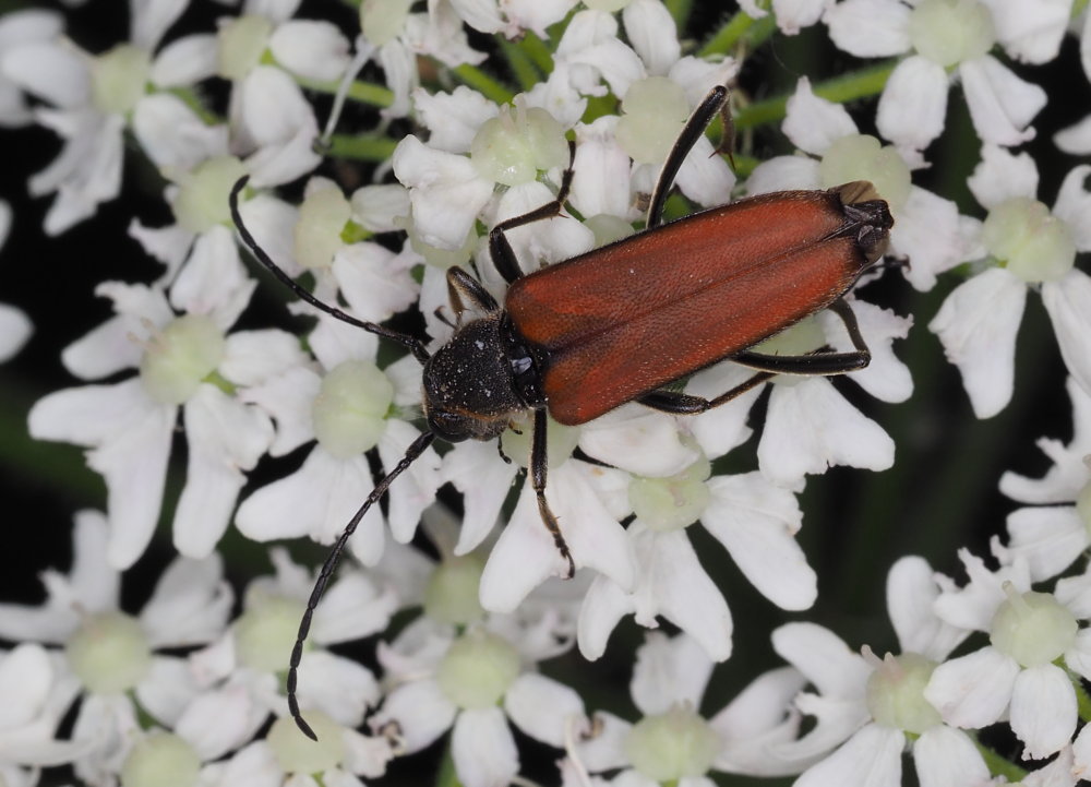 Anastrangalia sanguinolenta?