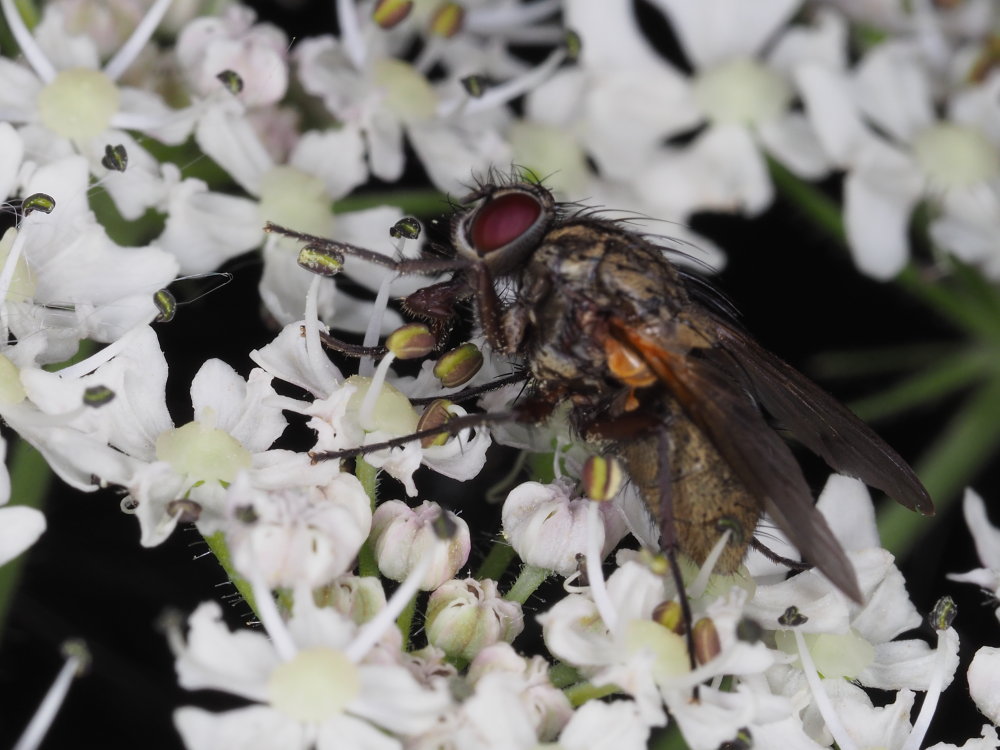 Muscidae: cfr. Phaonia sp.