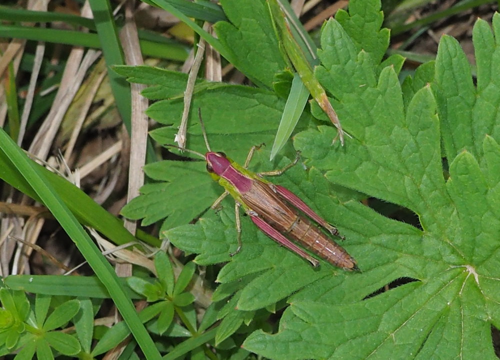 Pseudochorthippus parallelus, femmina