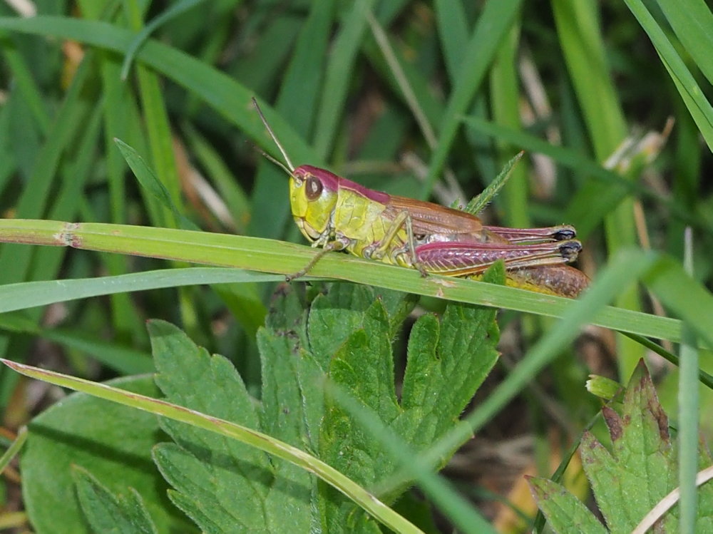 Pseudochorthippus parallelus, femmina